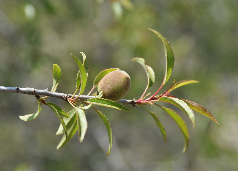 Image of Amygdalus fenzliana specimen.