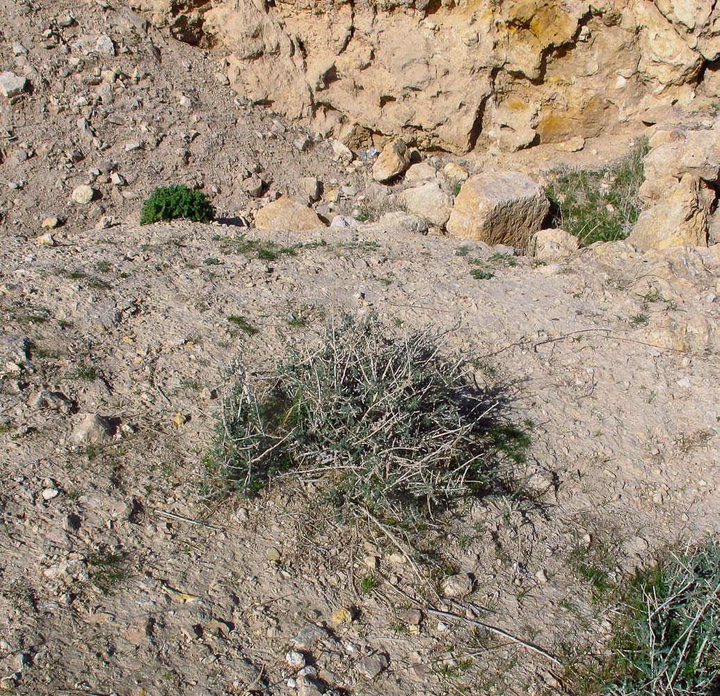 Image of Salsola vermiculata specimen.