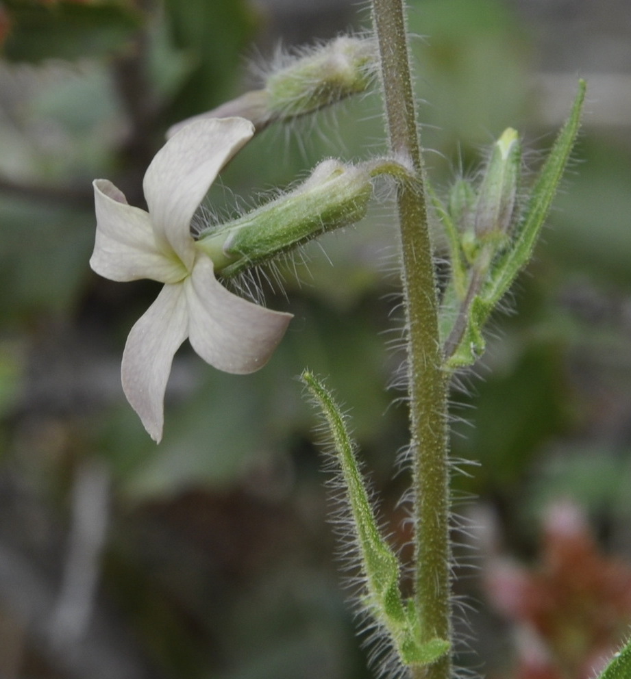 Изображение особи Hesperis laciniata.