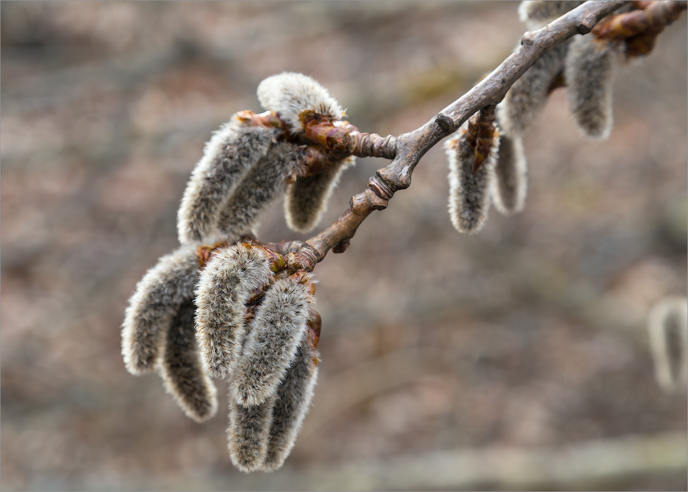 Image of Populus tremula specimen.