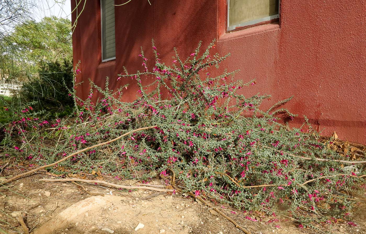 Image of Eremophila laanii specimen.