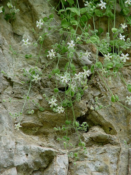 Image of Petrocoma hoefftiana specimen.