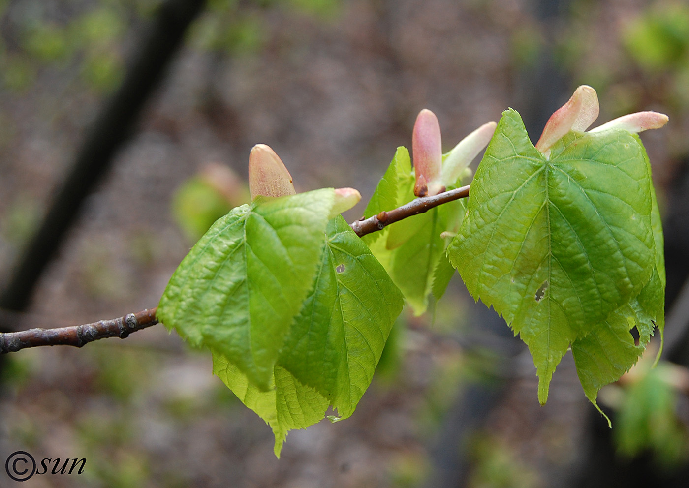 Image of Tilia mandshurica specimen.