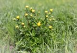 Trollius europaeus. Цветущее растение. Ленинградская обл., Ломоносовский р-н, долина р. Шингарка, влажный луг. 18.05.2013.