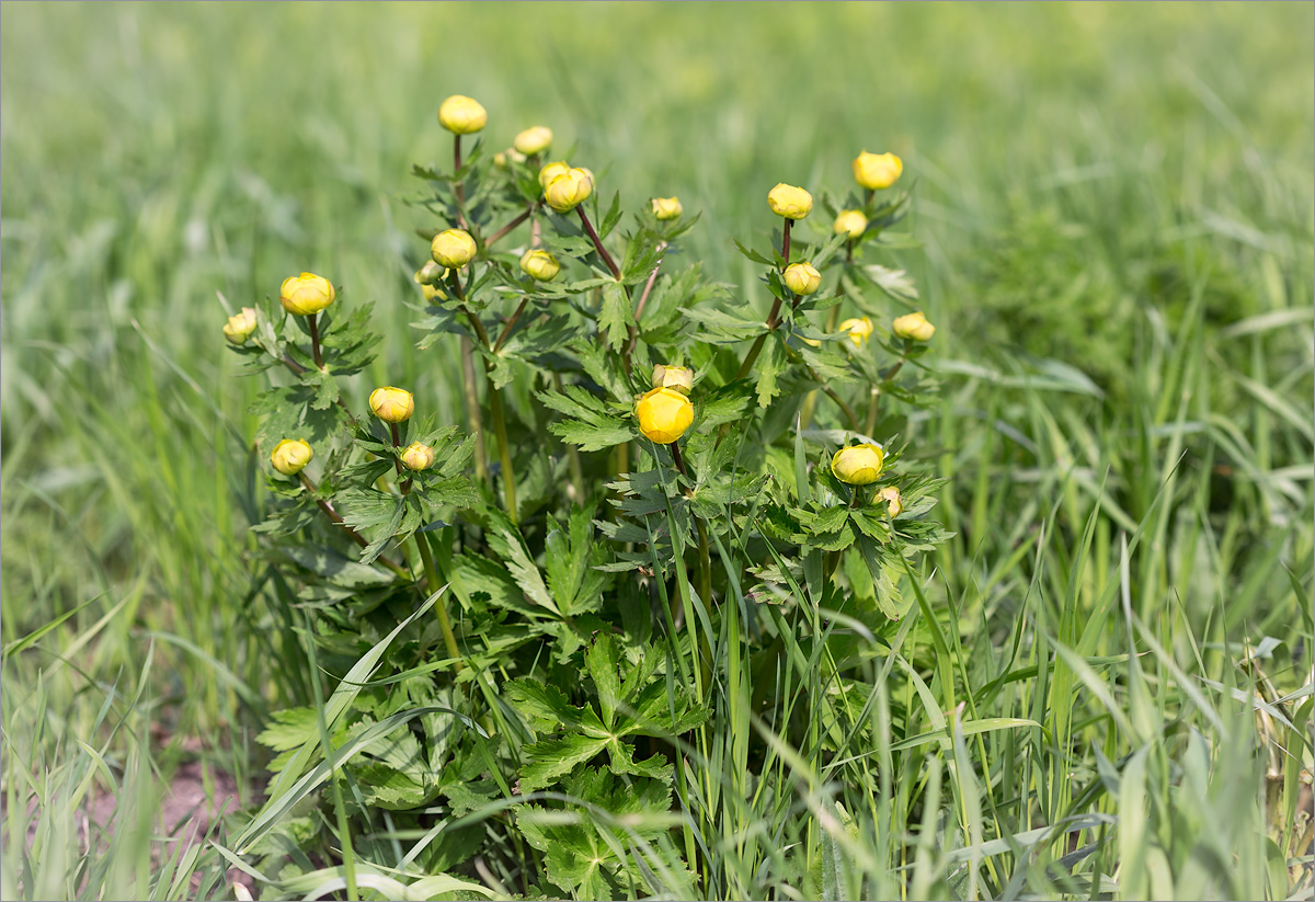 Image of Trollius europaeus specimen.