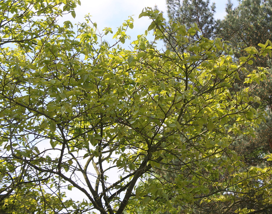 Image of Diospyros kaki specimen.