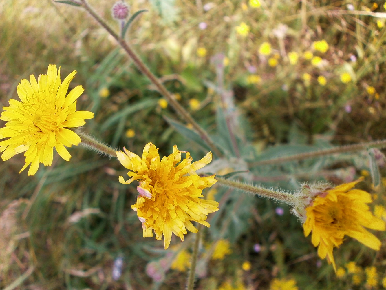 Изображение особи Crepis rhoeadifolia.