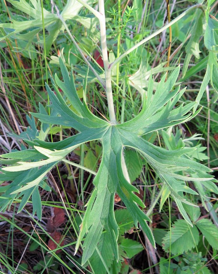 Image of Delphinium cyananthum specimen.