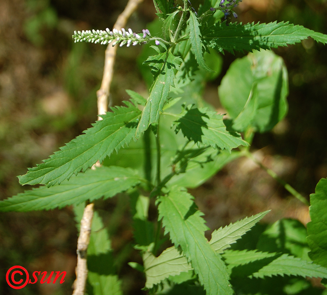 Image of Veronica longifolia specimen.