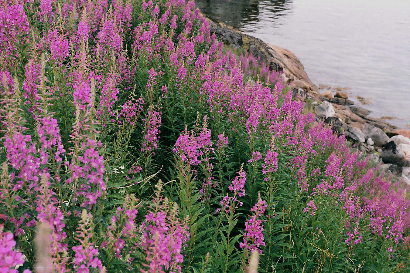 Image of Chamaenerion angustifolium specimen.