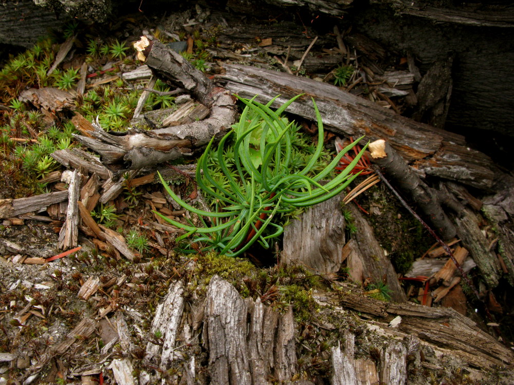 Image of Pinus sibirica specimen.