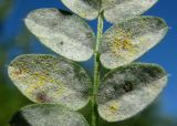 Vicia sylvatica