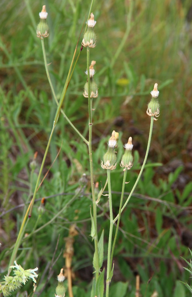 Image of Crepis alpina specimen.