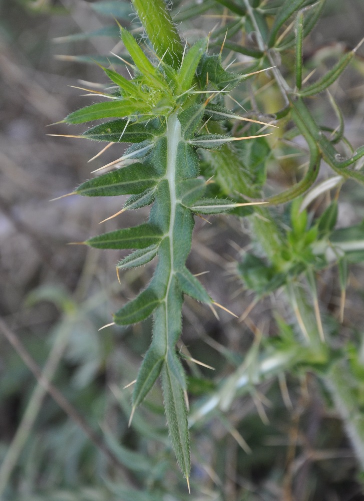 Image of Cirsium ligulare specimen.