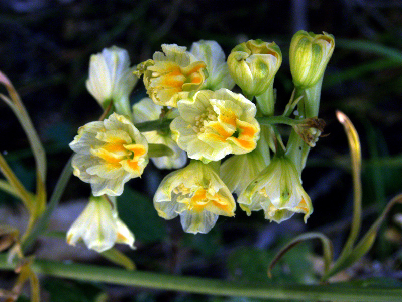 Image of Delphinium biternatum specimen.