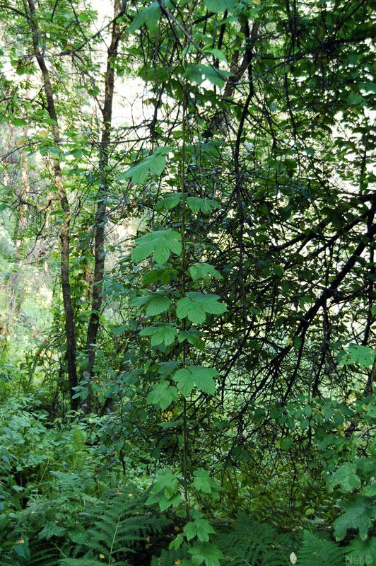 Изображение особи Humulus lupulus.