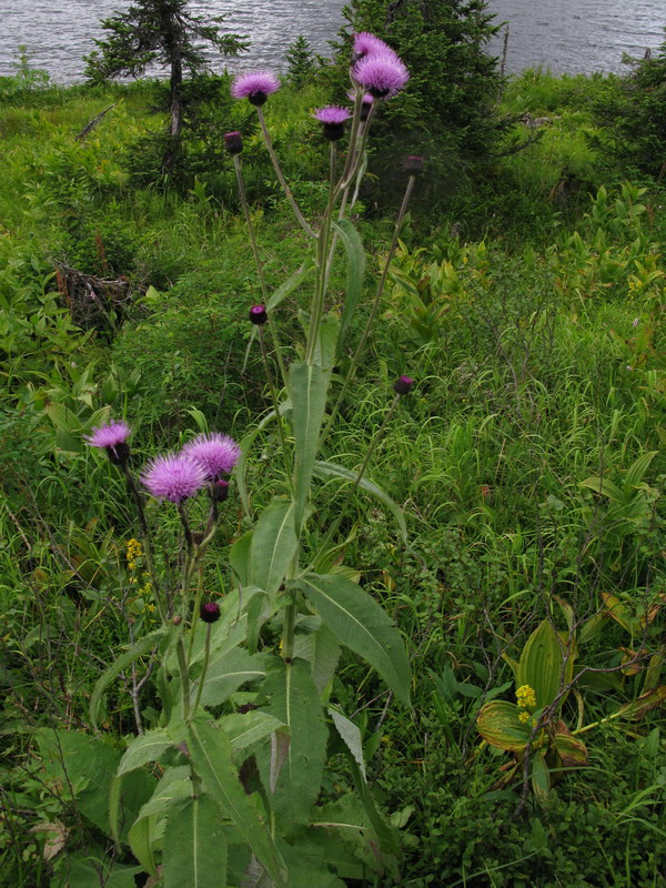 Изображение особи Cirsium helenioides.