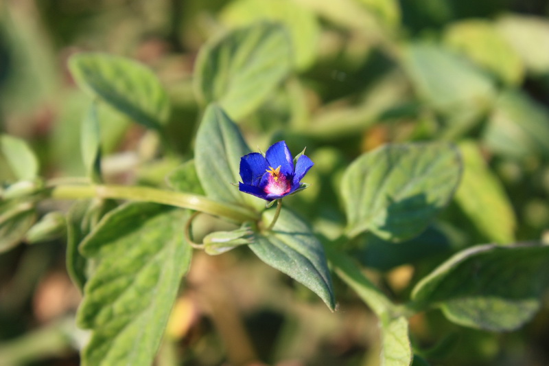 Изображение особи Anagallis arvensis.