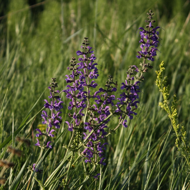 Image of Salvia stepposa specimen.