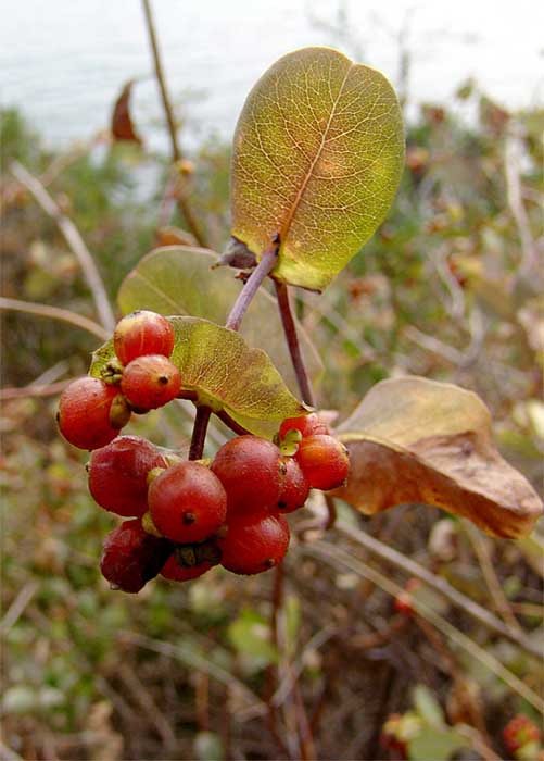 Image of Lonicera etrusca specimen.