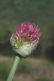 Allium fetisowii