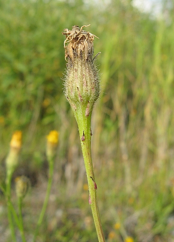 Image of Scorzoneroides autumnalis specimen.