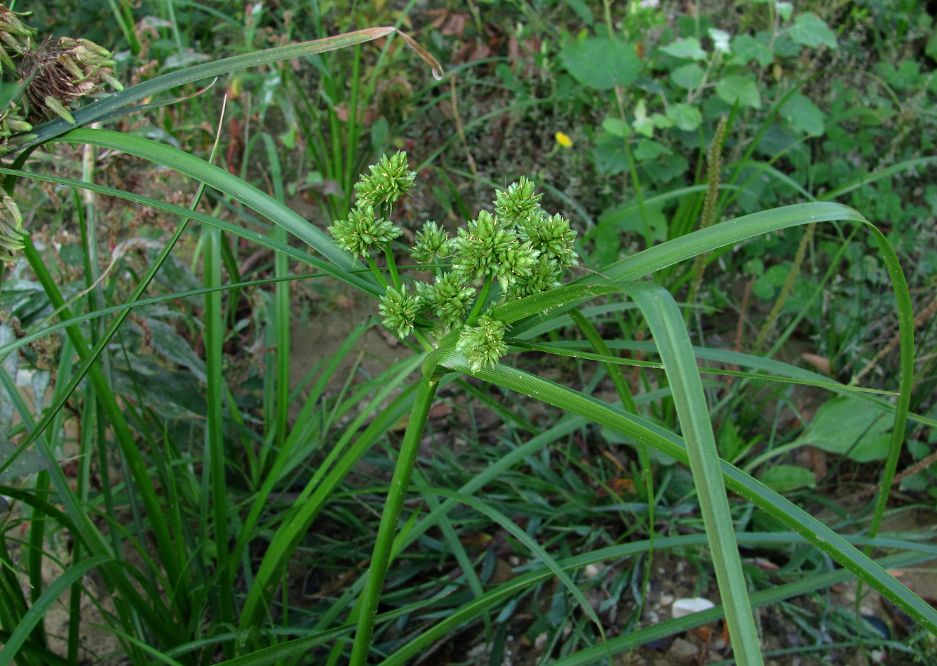 Изображение особи Cyperus eragrostis.