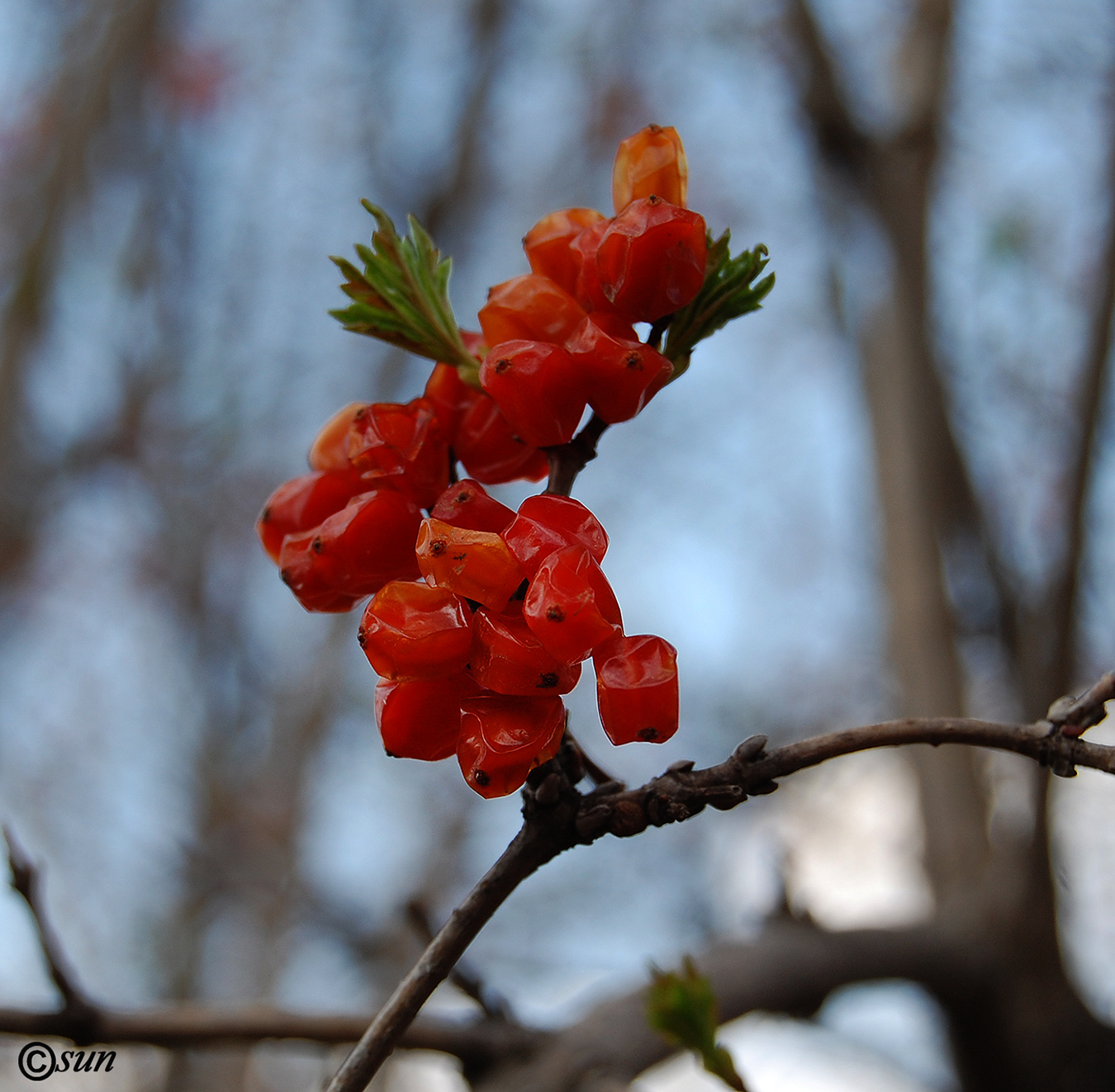 Image of Viburnum opulus specimen.