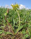 Taraxacum confusum. Цветущее растение. Республика Адыгея, Кавказский биосферный заповедник, хр. Каменное Море, субальпийский луг, выс. ≈ 2000 м н.у.м. 13.06.2015.