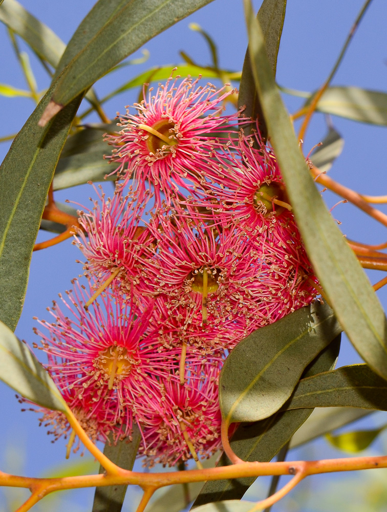 Image of Eucalyptus torquata specimen.