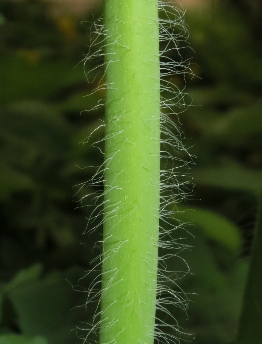 Изображение особи Chelidonium majus.