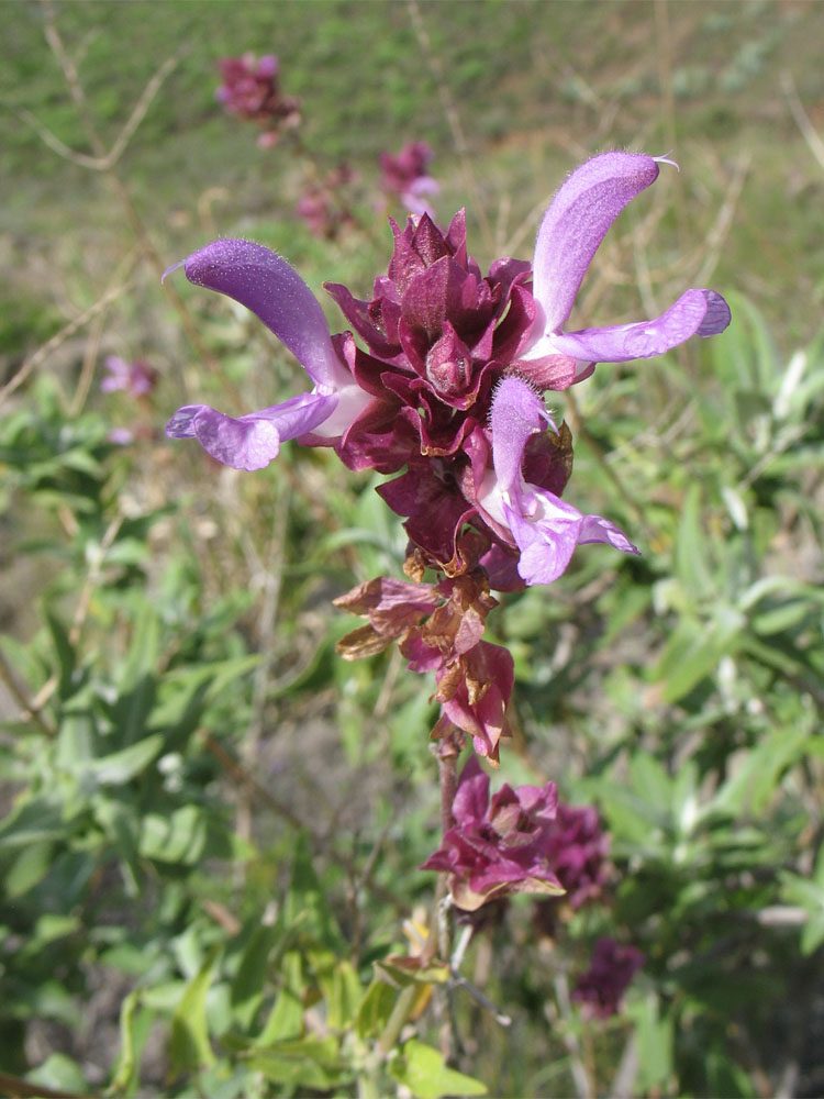 Image of Salvia canariensis specimen.