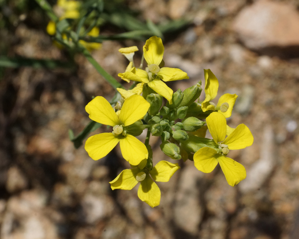 Image of Erysimum canescens specimen.