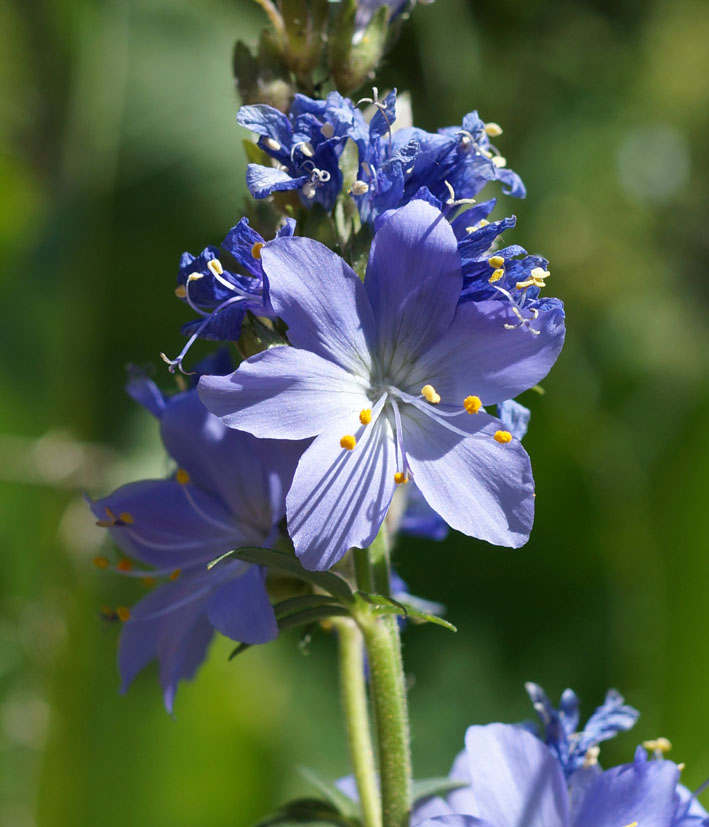 Image of Polemonium caucasicum specimen.