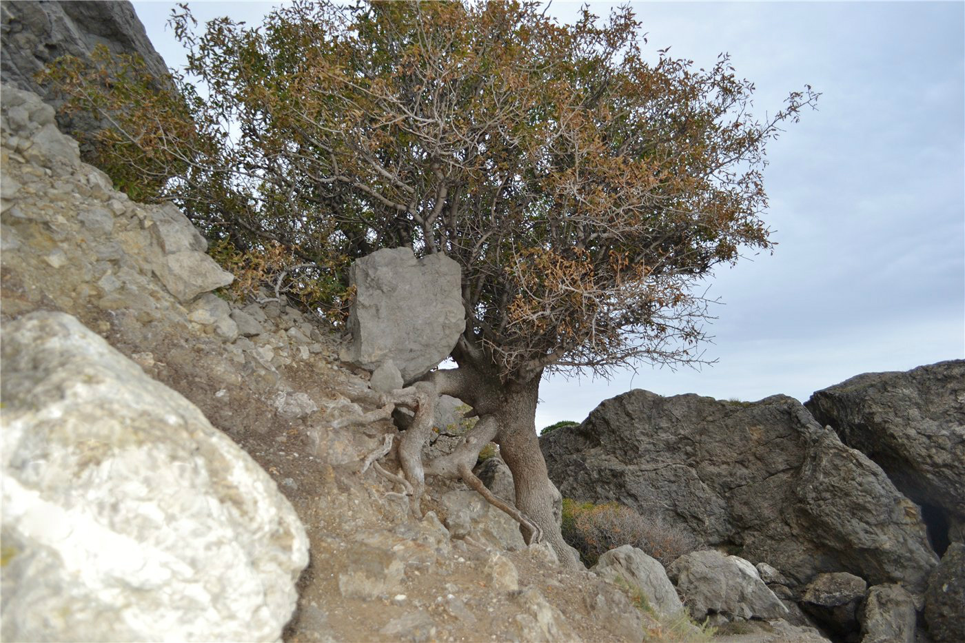 Image of Pistacia mutica specimen.