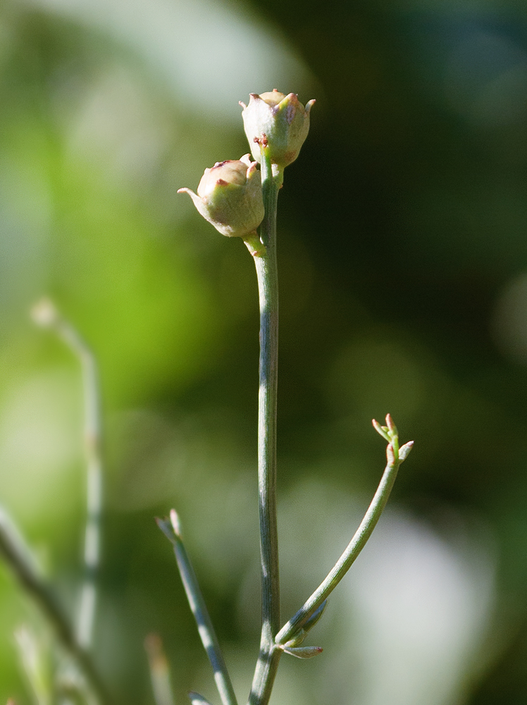 Image of Dodartia orientalis specimen.