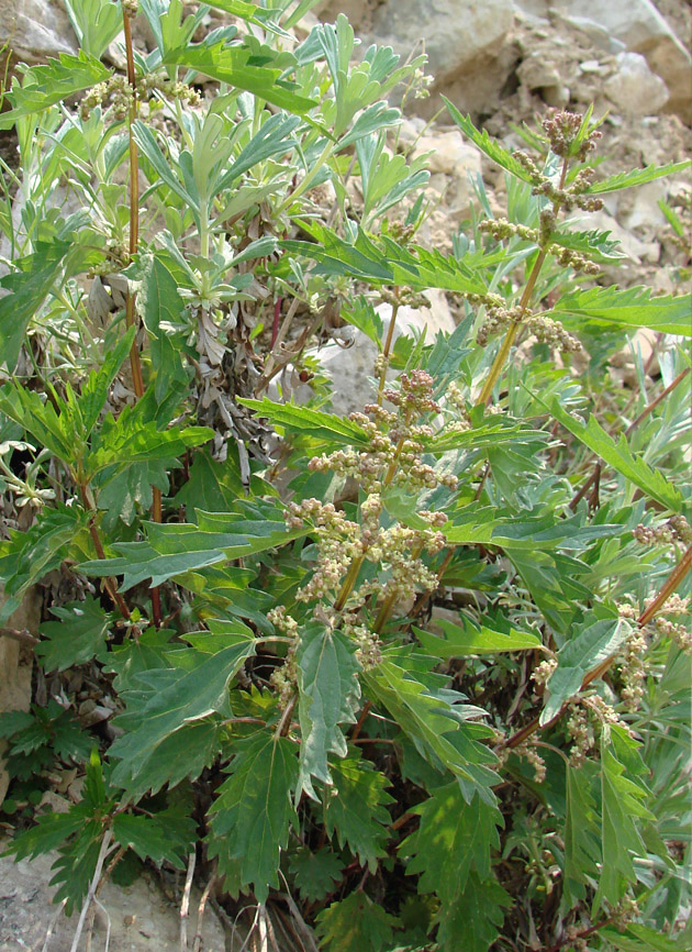 Image of Urtica dioica specimen.