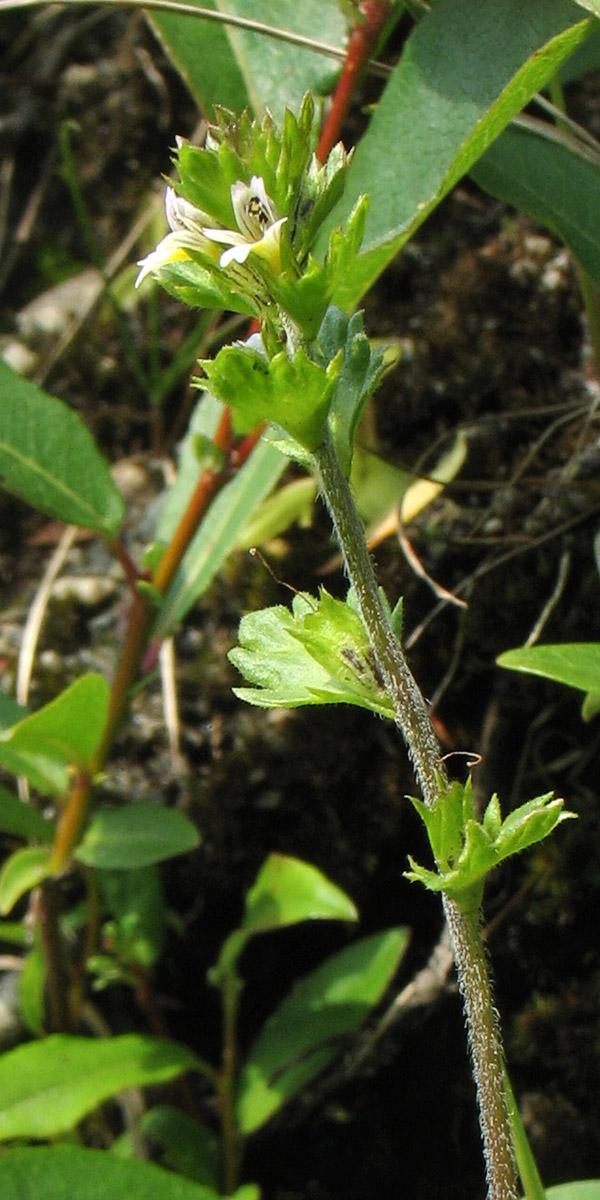 Image of Euphrasia wettsteinii specimen.