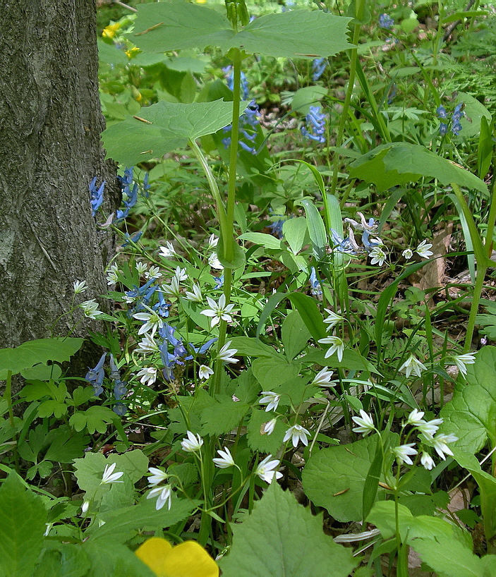 Image of Lloydia triflora specimen.