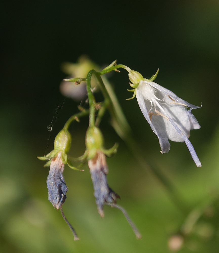 Изображение особи Adenophora liliifolia.