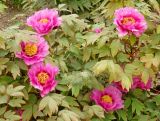 Paeonia suffruticosa. Цветки и листья. Крым, г. Ялта, Никитский ботанический сад. 15.04.2016.