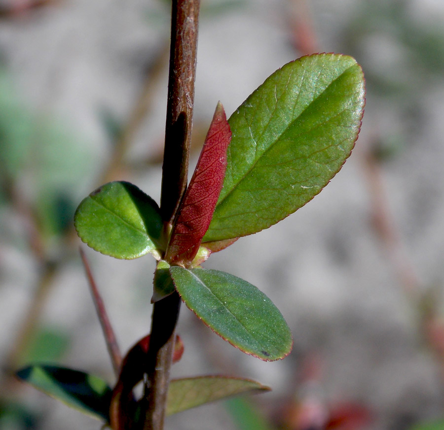 Изображение особи Chaenomeles speciosa.