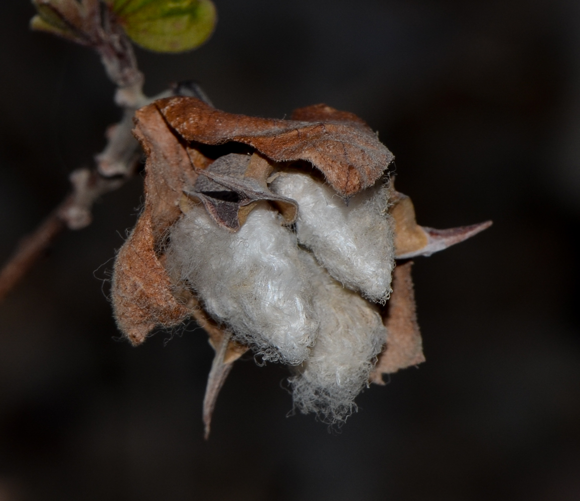 Image of genus Gossypium specimen.