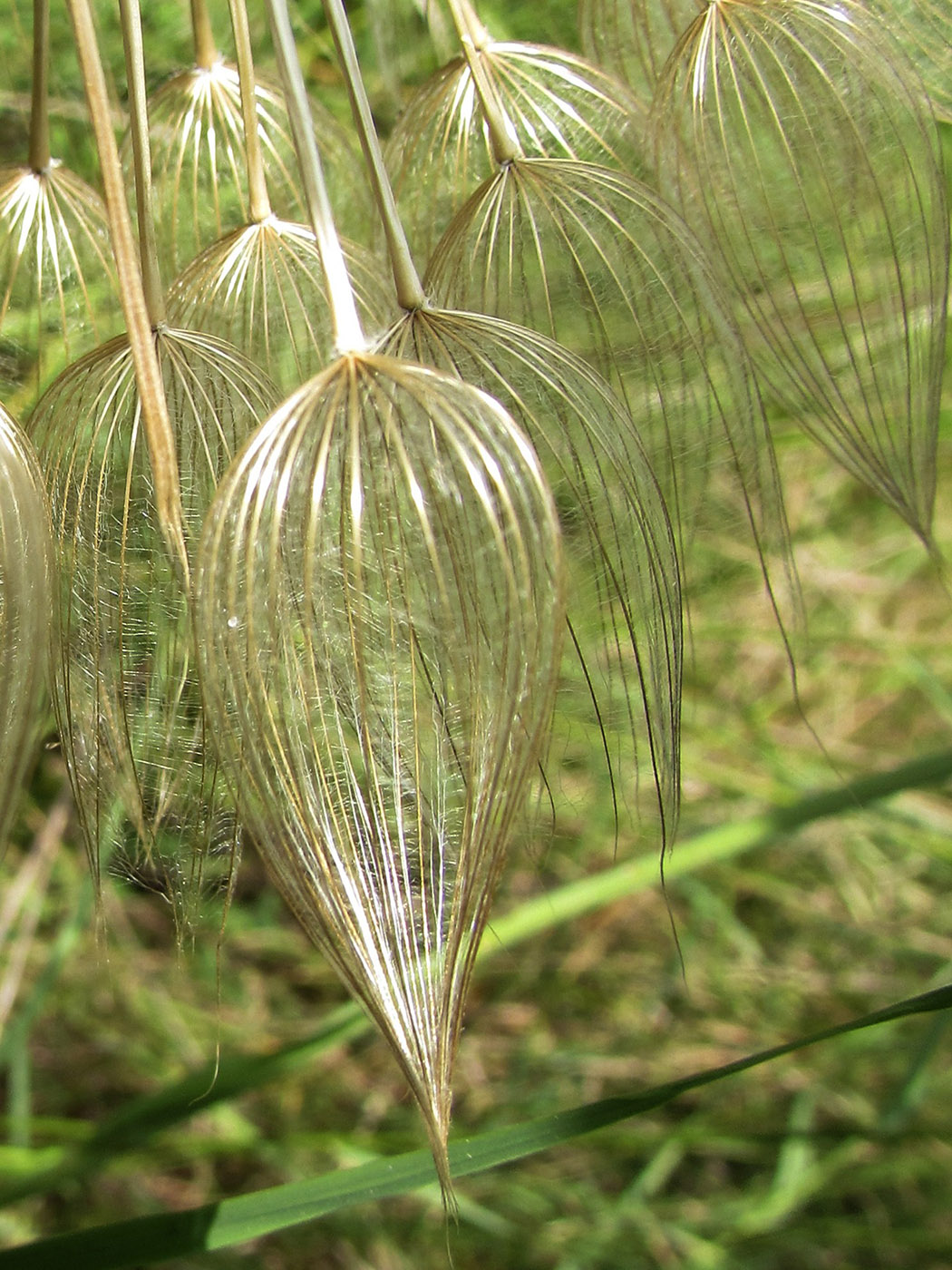 Изображение особи Tragopogon porrifolius.