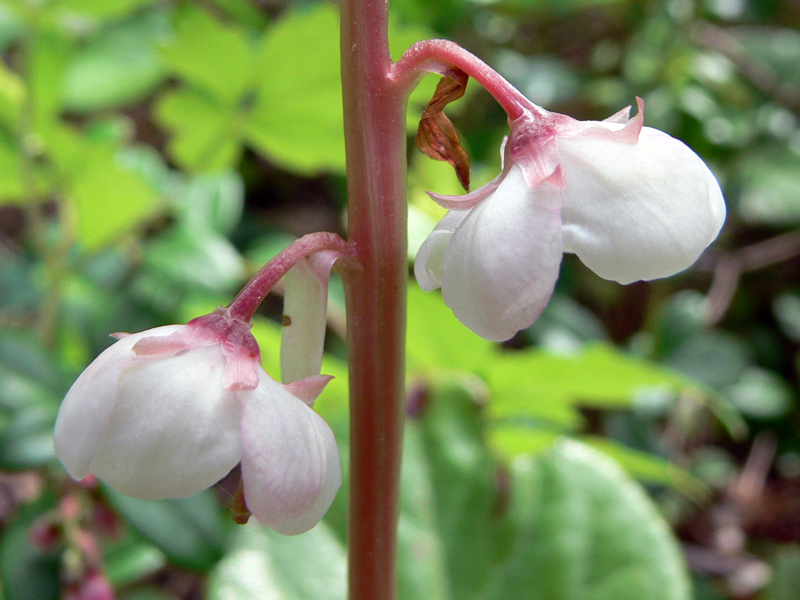 Image of Pyrola rotundifolia specimen.