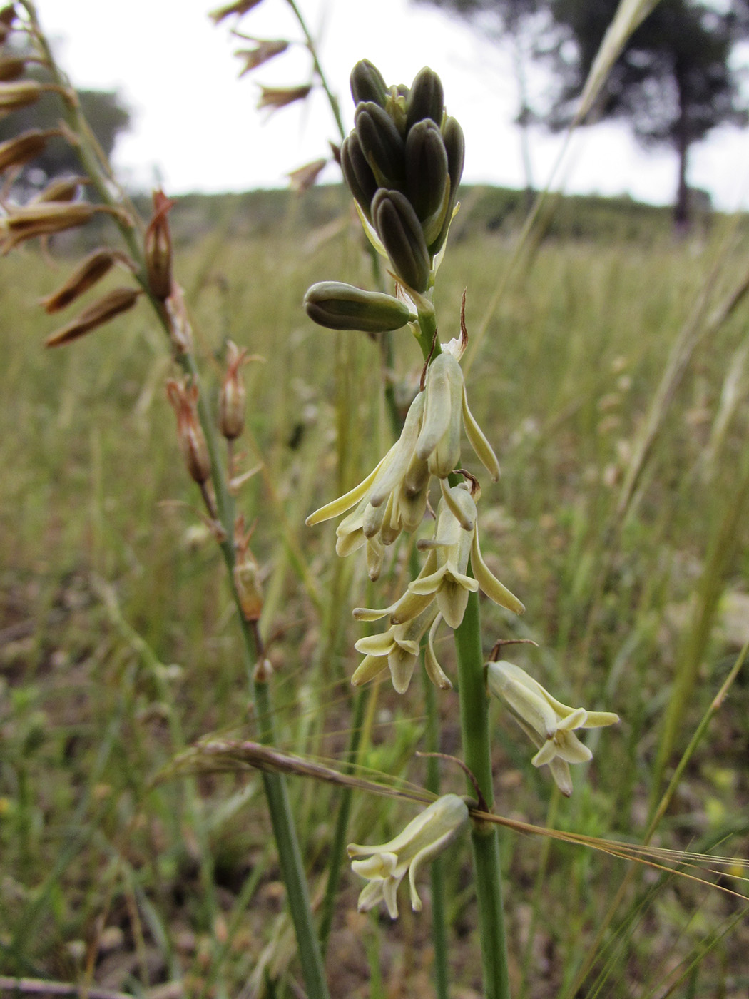 Image of Dipcadi serotinum specimen.