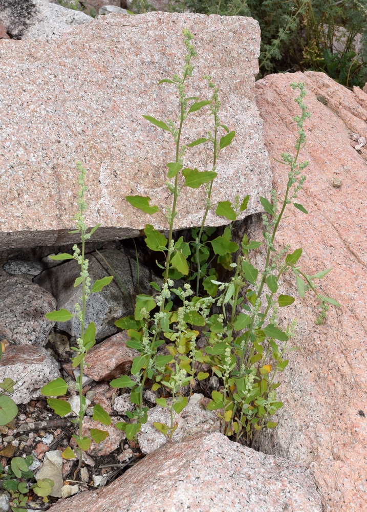 Image of Chenopodium album specimen.