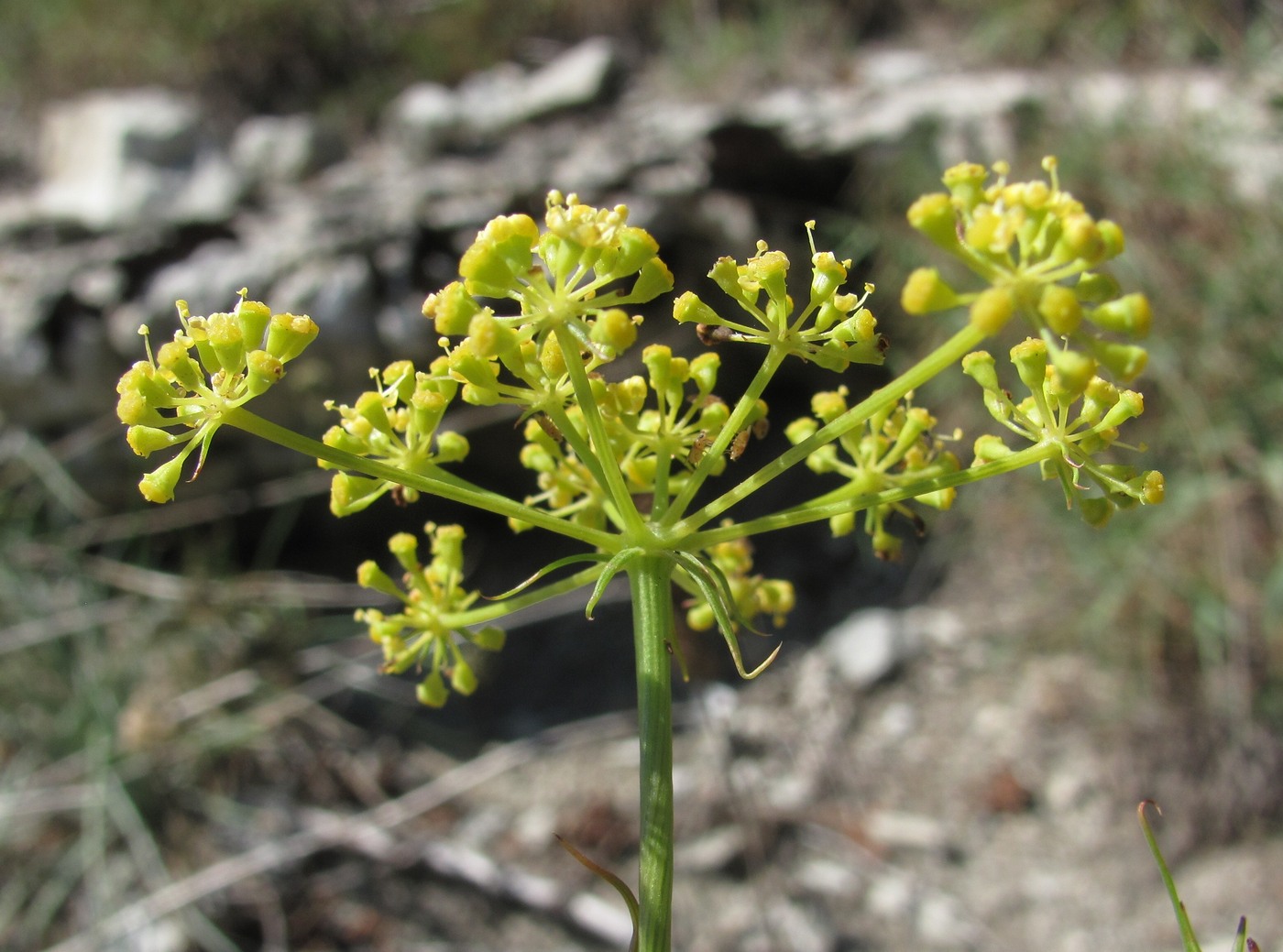 Image of Peucedanum longifolium specimen.