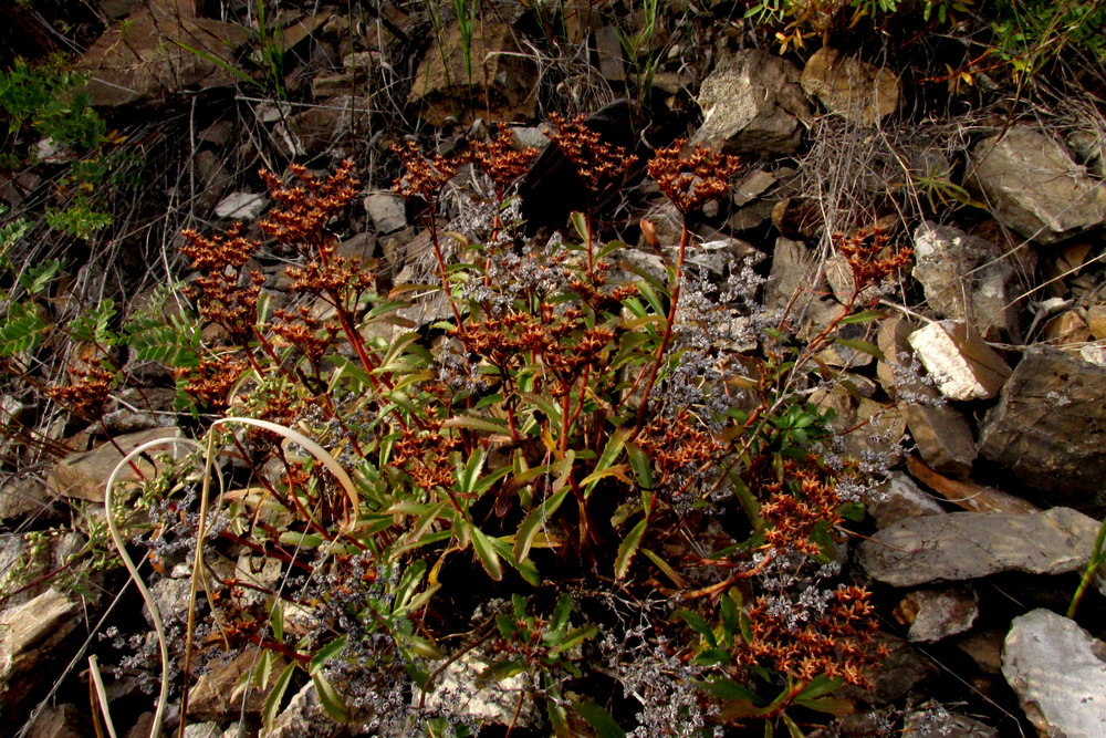 Image of Aizopsis baicalensis specimen.