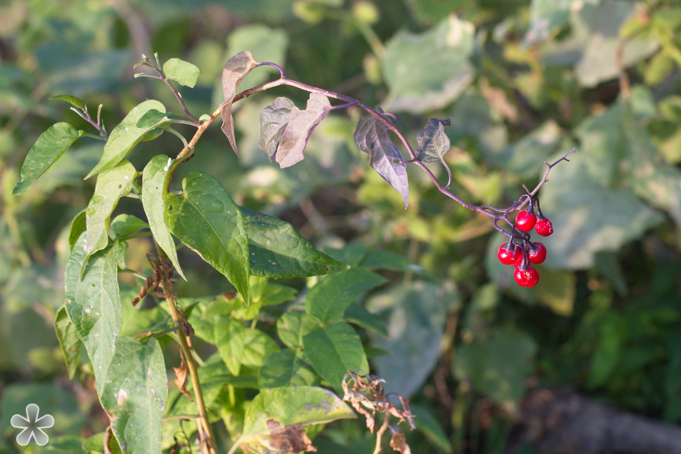 Image of Solanum dulcamara specimen.